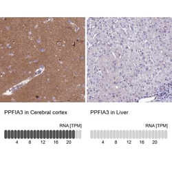 PPFIA3 Antibody, Novus Biologicals 25 &mu;L, Unlabeled:Antibodies, Polyclonal